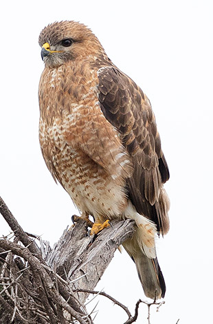 Common Buzzard
